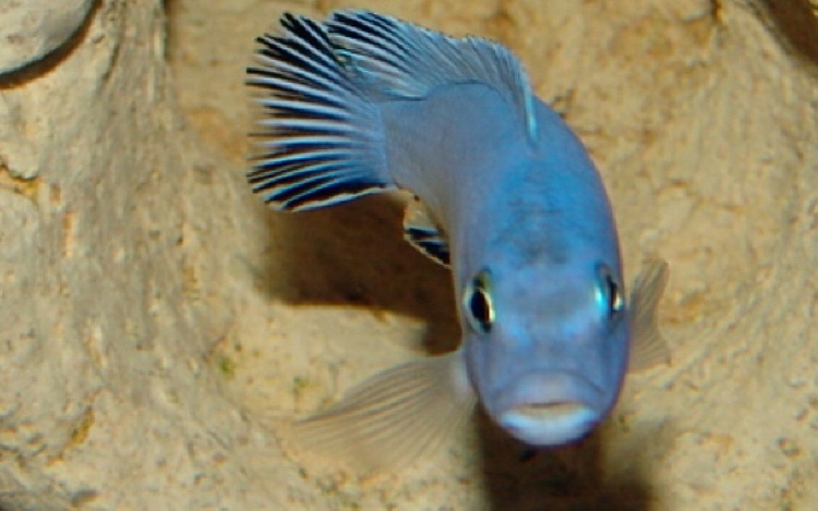 Chindongo socolofi 'Tumbi Point'